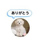 かねねんのうめ吉くん③（個別スタンプ：10）