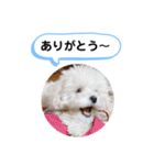 かねねんのうめ吉くん③（個別スタンプ：11）