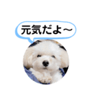 かねねんのうめ吉くん③（個別スタンプ：14）