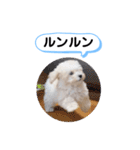 かねねんのうめ吉くん③（個別スタンプ：17）