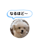 かねねんのうめ吉くん③（個別スタンプ：25）