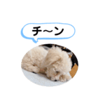 かねねんのうめ吉くん③（個別スタンプ：29）