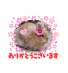 私の大好きなうさちゃんず(๑>◡<๑)（個別スタンプ：1）