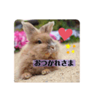 私の大好きなうさちゃんず(๑>◡<๑)（個別スタンプ：6）