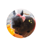 私の大好きなうさちゃんず(๑>◡<๑)（個別スタンプ：10）