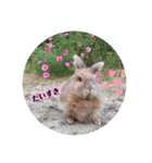 私の大好きなうさちゃんず(๑>◡<๑)（個別スタンプ：15）