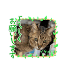わんにゃんずー（個別スタンプ：4）