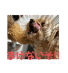 わんにゃんずー（個別スタンプ：10）