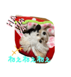 わんにゃんずー（個別スタンプ：11）