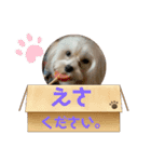 わんにゃんずー（個別スタンプ：12）