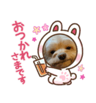 わんにゃんずー（個別スタンプ：13）