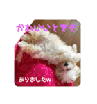 わんにゃんずー（個別スタンプ：15）