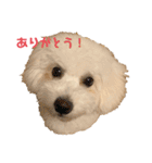 愛犬くぅの日常（個別スタンプ：1）