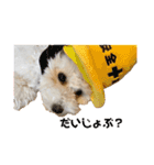 愛犬くぅの日常（個別スタンプ：2）