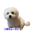 愛犬くぅの日常（個別スタンプ：5）