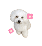 愛犬くぅの日常（個別スタンプ：10）