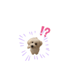 愛犬くぅの日常（個別スタンプ：12）