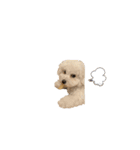 愛犬くぅの日常（個別スタンプ：13）