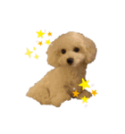 愛犬くぅの日常（個別スタンプ：17）