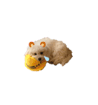 愛犬くぅの日常（個別スタンプ：18）