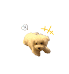 愛犬くぅの日常（個別スタンプ：19）