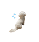 愛犬くぅの日常（個別スタンプ：22）