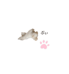愛犬くぅの日常（個別スタンプ：23）