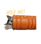 うちの食いしん坊ごまちゃん（個別スタンプ：5）