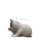 うちの食いしん坊ごまちゃん（個別スタンプ：22）
