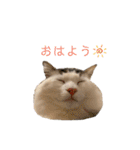 うちの食いしん坊ごまちゃん（個別スタンプ：25）