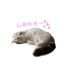 うちの食いしん坊ごまちゃん（個別スタンプ：26）