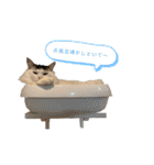 うちの食いしん坊ごまちゃん（個別スタンプ：32）