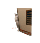 うちの食いしん坊ごまちゃん（個別スタンプ：38）