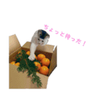 うちの食いしん坊ごまちゃん（個別スタンプ：39）
