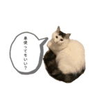 うちの食いしん坊ごまちゃん（個別スタンプ：40）