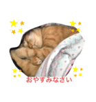 みんばとゆかいな仲間たち♪（個別スタンプ：1）
