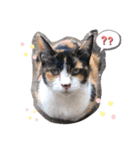 みんばとゆかいな仲間たち♪（個別スタンプ：5）