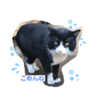 みんばとゆかいな仲間たち♪（個別スタンプ：6）
