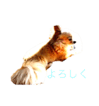 ララ君の日常スタンプ（個別スタンプ：1）