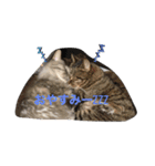 うちの猫軍団（個別スタンプ：2）