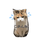 うちの猫軍団（個別スタンプ：3）