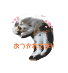 うちの猫軍団（個別スタンプ：4）