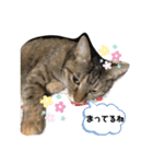 うちの猫軍団（個別スタンプ：5）