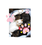 うちの猫軍団（個別スタンプ：6）