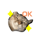 うちの猫軍団（個別スタンプ：7）