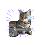 うちの猫軍団（個別スタンプ：8）