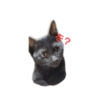 黒猫.ねむ（個別スタンプ：1）