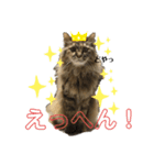 ねこのちこちゃん(びびりちゃん)②（個別スタンプ：1）