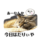 ねこのちこちゃん(びびりちゃん)②（個別スタンプ：2）