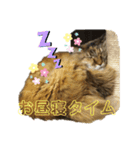 ねこのちこちゃん(びびりちゃん)②（個別スタンプ：3）